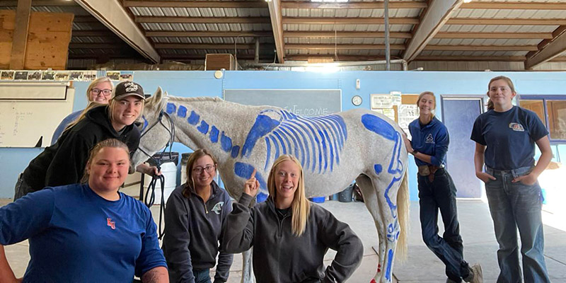 Students learning about equine anatomy.