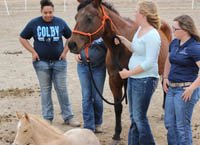 Horse Production and Management