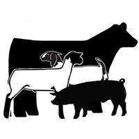 Cow, lambs, and a hog
