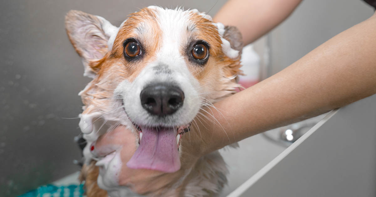 A welsh corgi pembroke looking at the camera as it is taking a bubble bath at a pet wash.